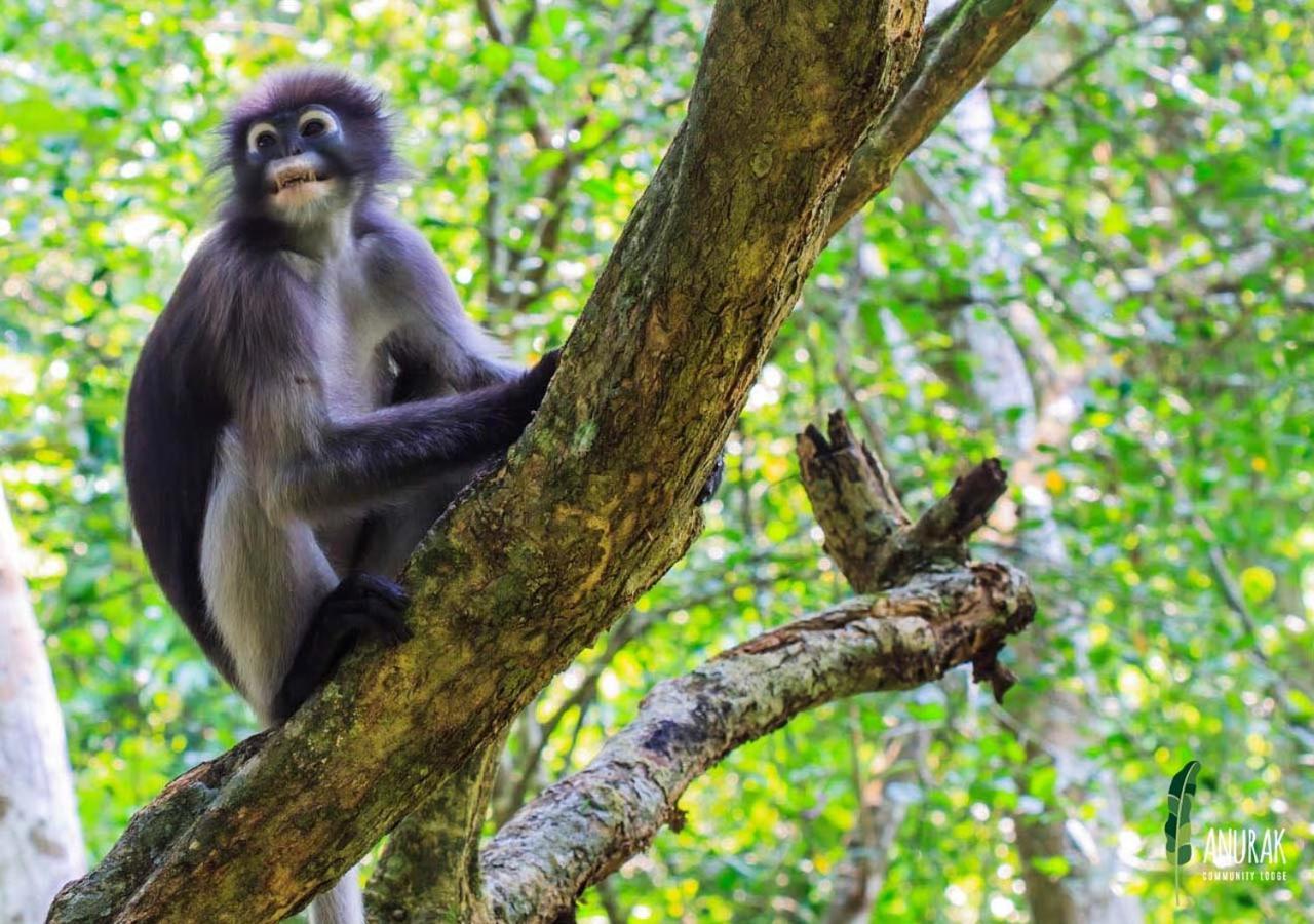 Anurak Community Lodge - Sha Plus Khao Sok National Park Εξωτερικό φωτογραφία